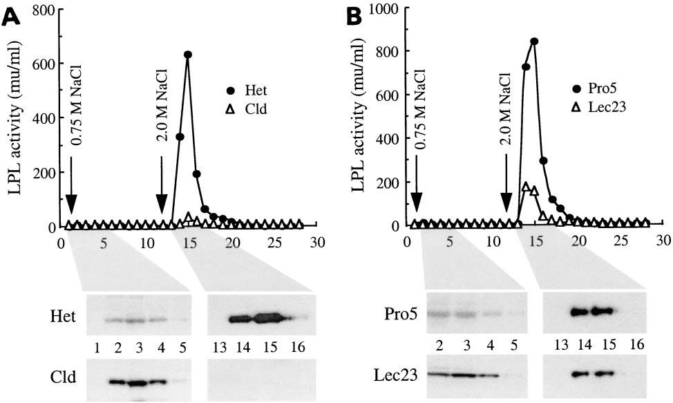 Fig. 3. Heparin affinity of LPL from unaffected and mutant cells. Cell lysates were subjected to heparin-sepharose chromatography. Bound LPL was sequentially eluted with 0.