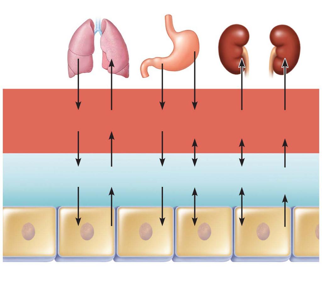 Figure 26.3 Exchange of gases, nutrients, water, and wastes between the three fluid compartments of the body.