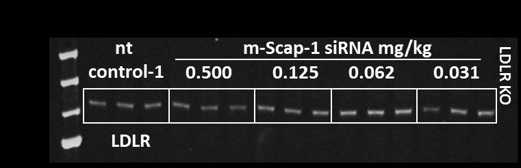 A B C D E m-scap-1 sirna mg/kg Figure 2: