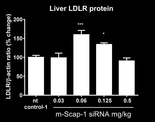 (B) quantification of LDLR protein as