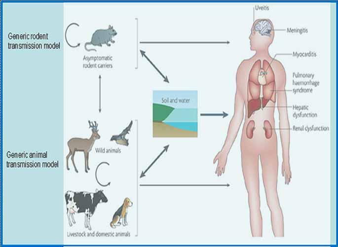 Leptospirosis, a zoonotic and environmental disease a zoonotic and environmental disease