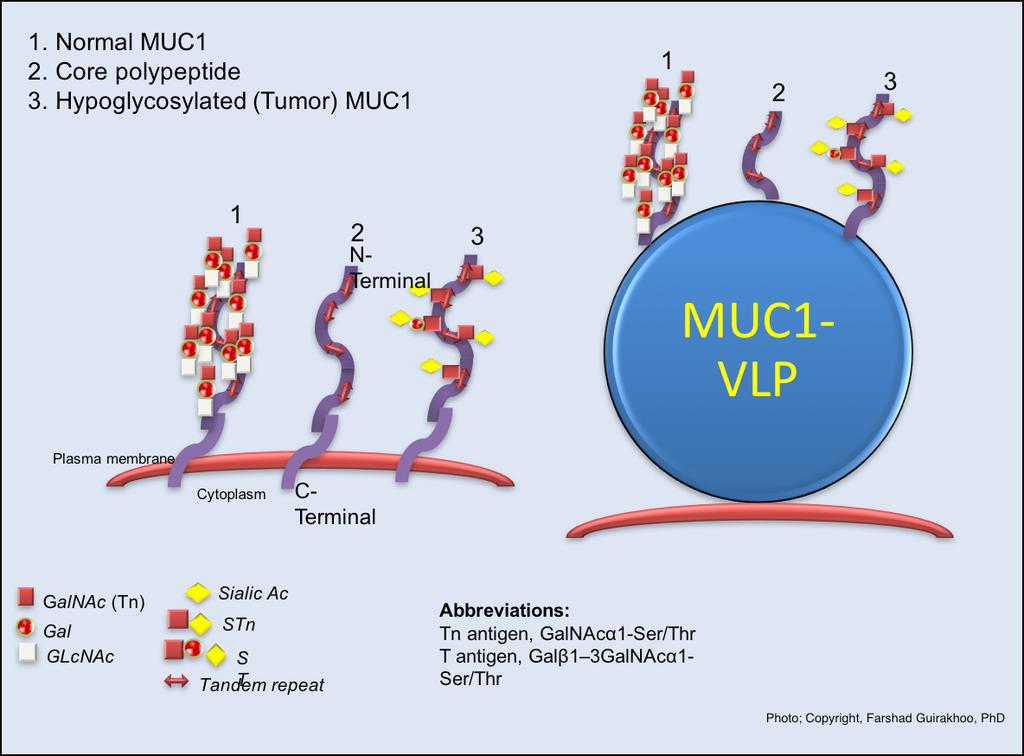 GeoVax s novel therapeutic cancer vaccine strategy is based on the MVA-VLP platform to deliver the TAA MUC1 in a highly immunogenic format (e.g. VLP), in combination with SOC and ICIs.