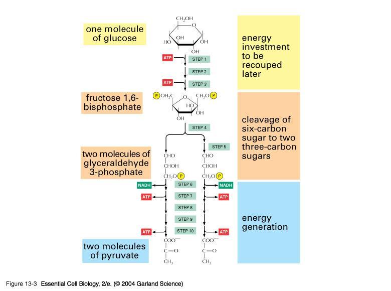 12 Carbon through glycolysis Enzyme Role Steps Kinase Isomerase Transfers phosphate Converts to isomer 1,3,7,10 2,5 Aldolase Aldol