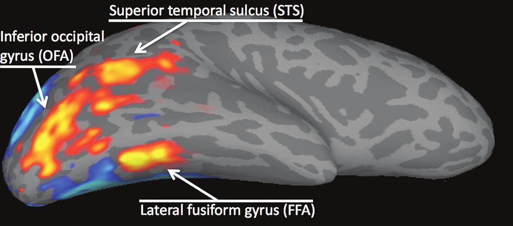 THE CORE SYSTEM FOR VISUAL ANALYSIS OF FACES 95 Fig. 6.1 Three visual extrastriate regions in occipitotemporal cortex that respond strongly to face stimuli.