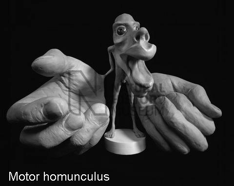 ! Chapter 14 Part 2 Brain/Cranial Motor Homunculus! 10! Functions of the Frontal Lobe 2! 2. Somatic Motor Association Area (a.k.a. premotor cortex)! Coordinated, learned movements of muscle groups! e.
