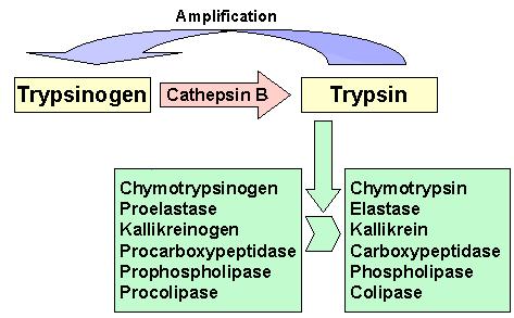 Figure 2. Cathepsin B mediates trypsinogen activation in experimental pancreatitis.