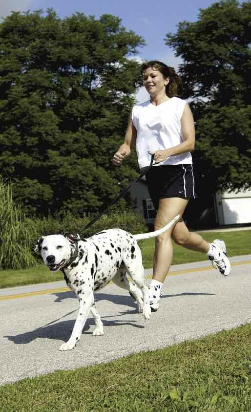 Fido will benefit as much as you do dogs can suffer from obesity and heart disease, too!