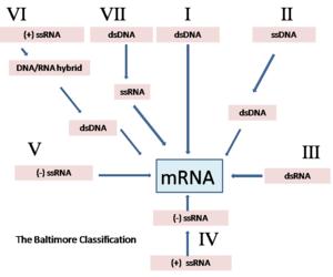 DNA Viruses RNA viruses Double stranded DNA viruses are more common Single stranded RNA viruses are more common They replicate inside the nucleus of the cell They replicate in the cytoplasm DNA
