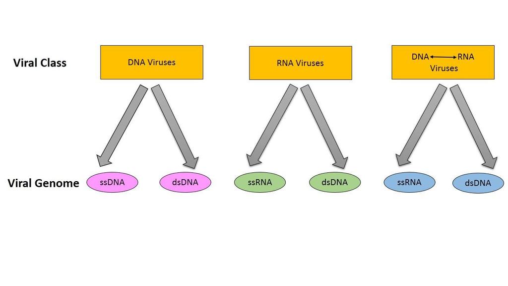 1. Objectives To know about viruses and their classification DNA and RNA viruses How do