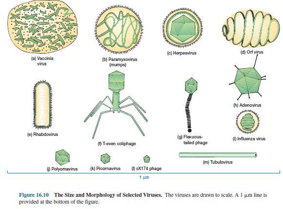 Viral structures are diverse in their size, shape and chemical composition. The size of viruses vary between 30 to 400nm, making them difficult to study under light microscopes.