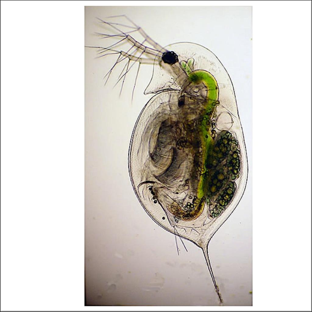 DAPHNIA MAGNA this paper may be redistributed for educational