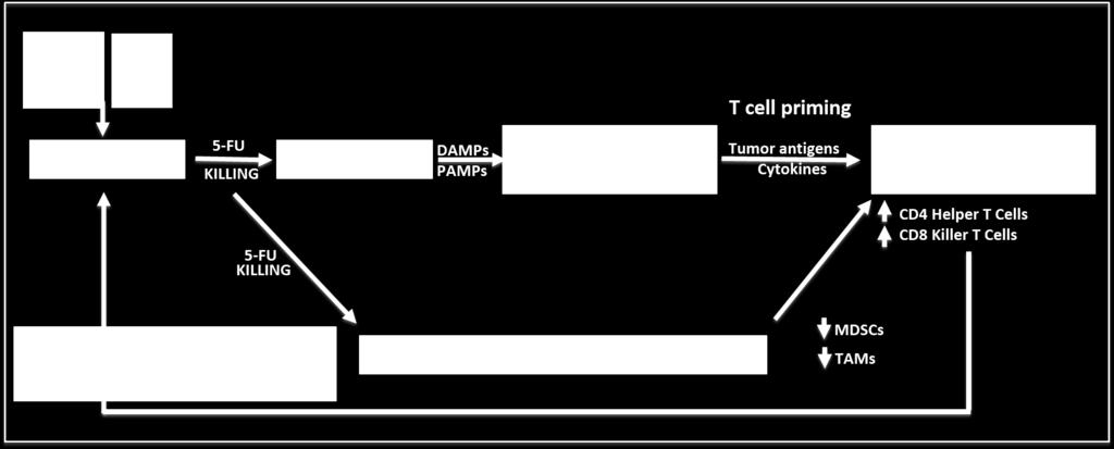 Toca 511 & Toca FC A cancer-selective immunotherapeutic Directly kills tumor cells and