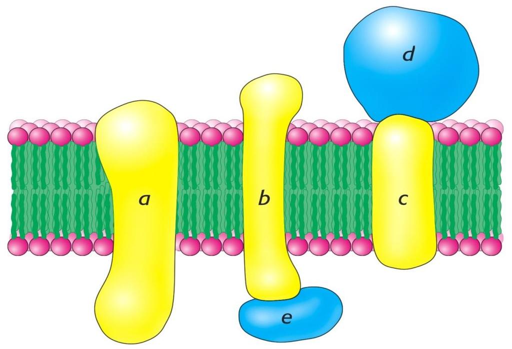 Integral Proteins (a, b, c) span the membrane (may have multiple transmembrane segments) or partially immersed in lipid layer Peripheral Proteins (d, e) loosely attached: