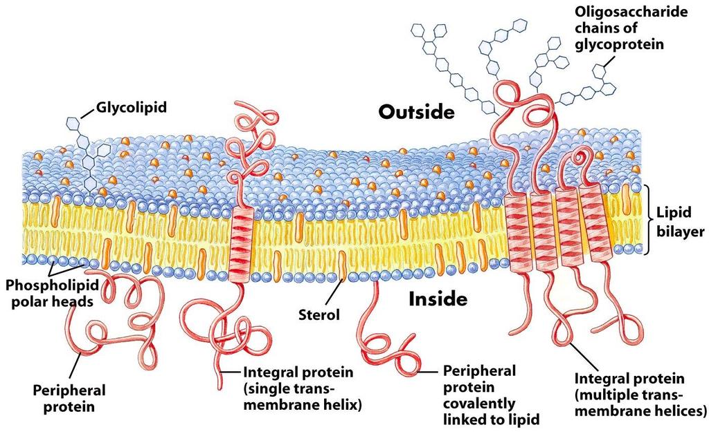 Proteins and carbohydrates are also components of membranes Described as a fluid mosaic with movement of