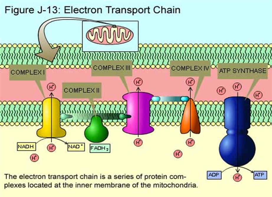 Cellular Respiration April 25, 2012 Electrons move through the chain in a series of oxidation and reduction reactions The small amounts of energy released power the proton pumps The complexes pump H+