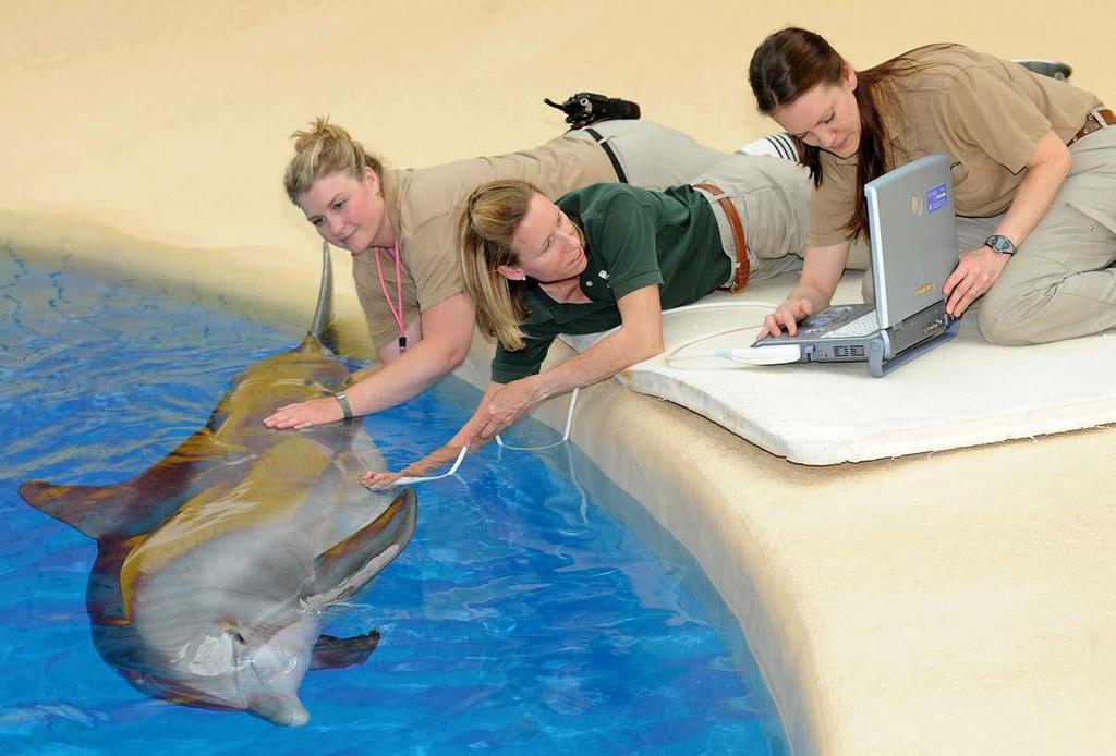 16 WAZA 16 (2015) Figure 2 Chicago Zoological Society Ultrasound exam of a bottlenose dolphin during pregnancy at the Chicago Zoological Society s Brookfield Zoo.