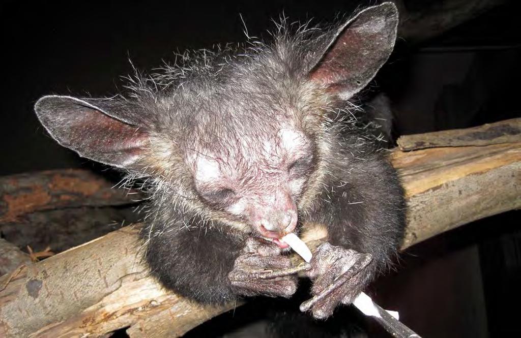 32 WAZA 16 (2015) Figure 1 Grace A. Fuller Nocturnal prosimians, including this aye aye, were trained to chew on a cotton swab that allowed for hormone analysis of saliva samples.