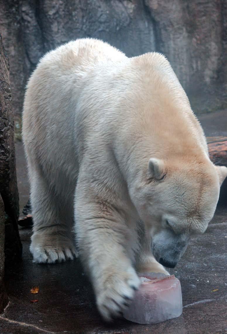 WAZA 16 (2015) 7 Figure 1 Michael Durham/Oregon Zoo Polar bear enrichment: working to obtain food items frozen in ice. tapes.