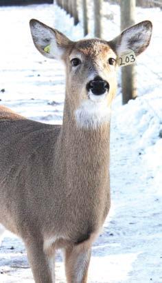 Farmed Cervidae It has been a challenging year in this program, as chronic wasting disease was identified on both sides of the fence; in two farmed cervid herds in two different central Minnesota