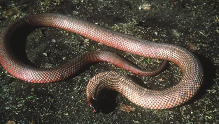 110 G.K. Isbister et al. They are a popular snake for zoos and snake enthusiasts, and are now kept throughout Australia and other parts of the world.