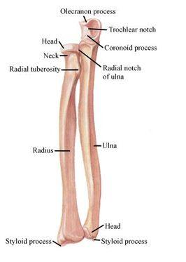 Lateral to the coronoid process is the radial notch. The proximal radius contains a head with an ulna notch that articulates with the ulna.