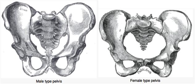 The acetabellum, or vinegar cup, is the articular suface for the femur. Figure 18. Pelvic girdle: 1. Sacrum, 2. Ilium, 3. Ischium, 4. Pubic bone, 5. Pubic symphysis, 6. Acetabulum, 7.