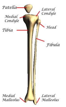 9. Appendicular Skeleton Bones of the Legs The upper leg bone, or femur, is both the longest and the strongest bone in the skeleton.