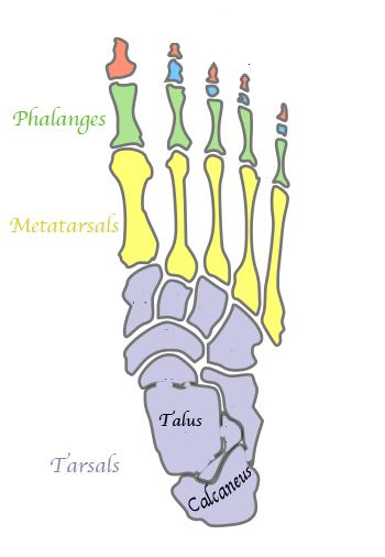 On the distal end, the medial and lateral condyles are on either side of the intercondylar fossa with the medial and epicondyles above each condyle. Figure 20. The femur. Figure 21. The lower leg.