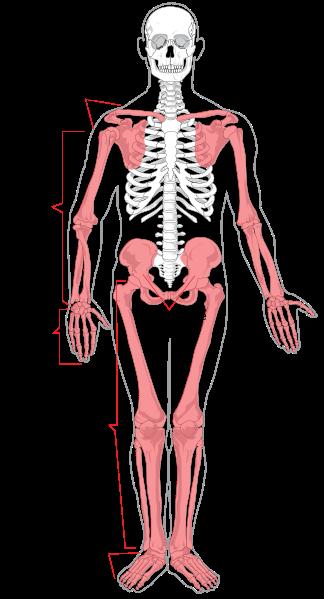 The axial skeleton consists of 80 bones, not including Wormian bones of the skull, that form the head and trunk.