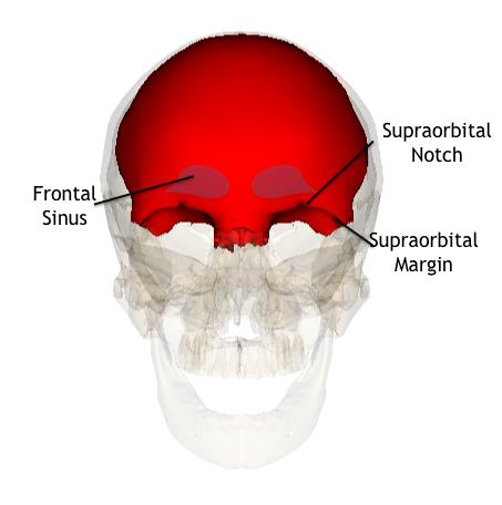 The frontal bone forms the superior orbit of the eye and the forehead.