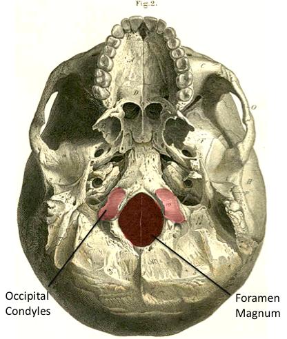above the nose. Figure 4. Features of the frontal bone. Figure 5. Features of the occipital bone.