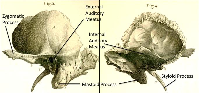The foramen magnum (meaning large hole) is the large opening that allows the spinal cord to pass through.