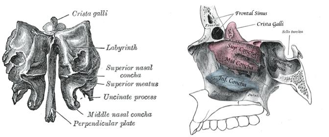 The sphenoid bone, a bat- shaped bone with three paired processes greater wings, lesser wings, and ptergoid processes forms the base of the cranium and a small portion of its sides.