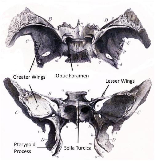The optic nerve passes through the sphenoid at optic foramen located near the junction of the lesser wings and the body of the sphenoid.