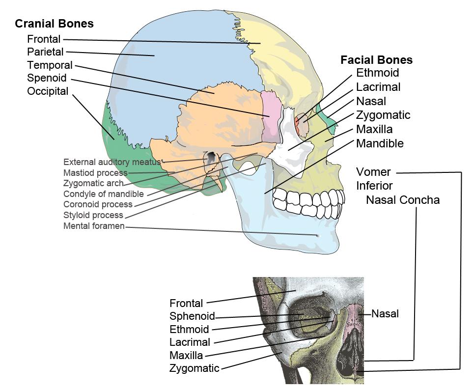 Figure 9. Bones of the face. coronal plane and joins the frontal bone to the two parietal bones. The lamboidal suture connects the occipital bone to the two parietal bones.