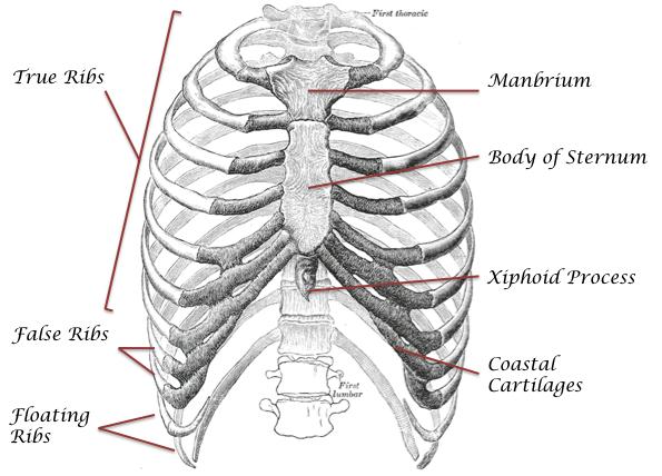 Figure 13. Bones of the thoracic cage.
