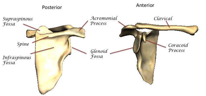 Figure 14. The pelvic girdle. 7. Appendicular Skeleton Bones of the Arms The upper arm consists of a single bone, the humerous.