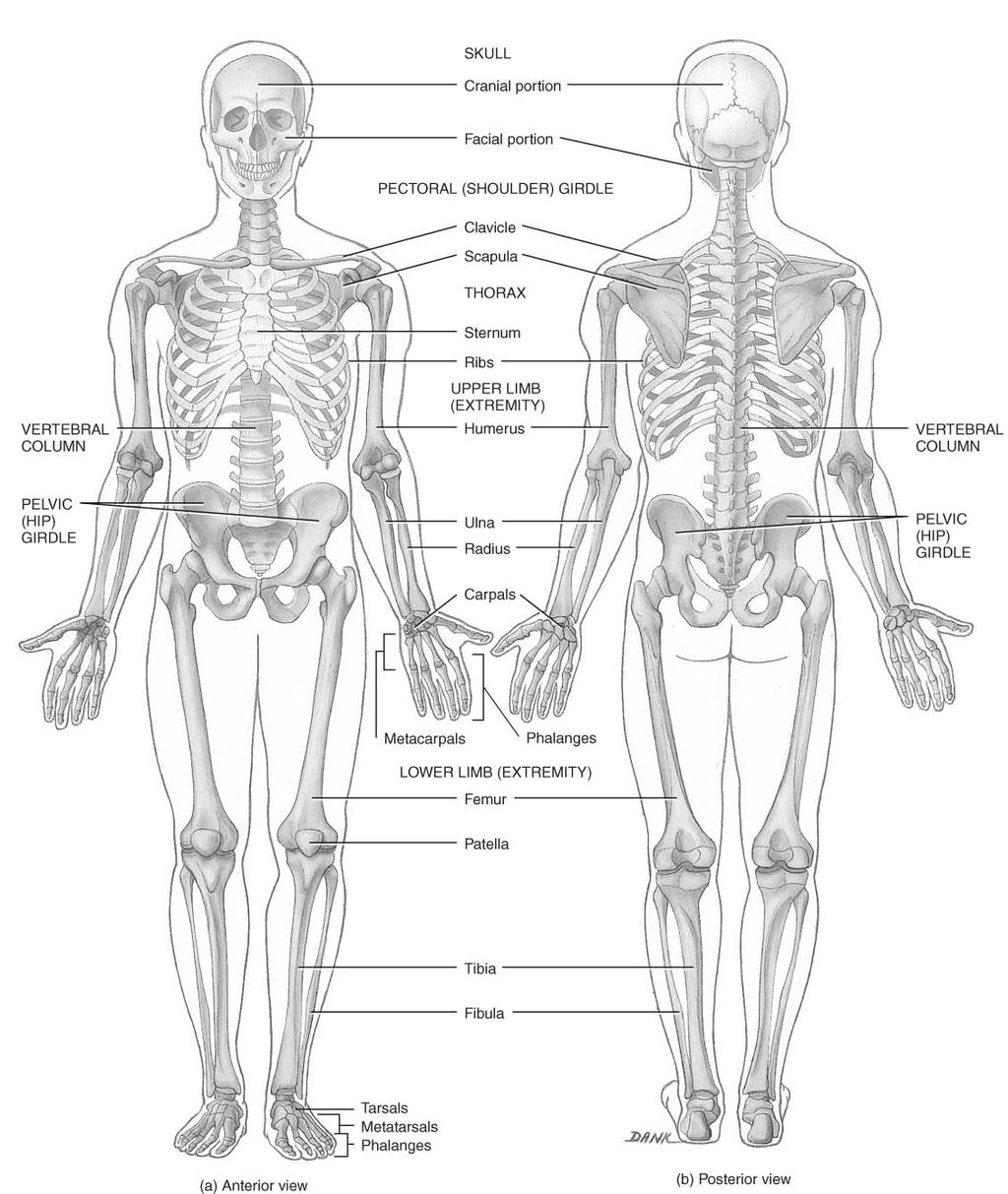 Chapter 8A The Skeletal System: The Axial Skeleton The Skeletal System: The Axial Skeleton 206 named bones Axial Skeleton 80 bones lie along longitudinal axis skull, hyoid, vertebrae, ribs, sternum,
