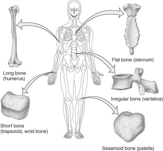 enclosing spongy irregular = variable sesamoid = develop in tendons or ligaments (patella) Sutural bones = in joint between skull bones (not named) Types of Bones Types of Bones 5 basic types of