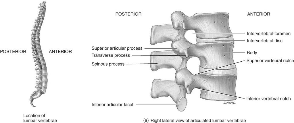 Thoracic Vertebrae (T1-T12) There are 12 thoracic vertebrae These vertebrae articulate with the 12 pairs of ribs Larger and stronger bodies Longer transverse & spinous processes Facets on body for