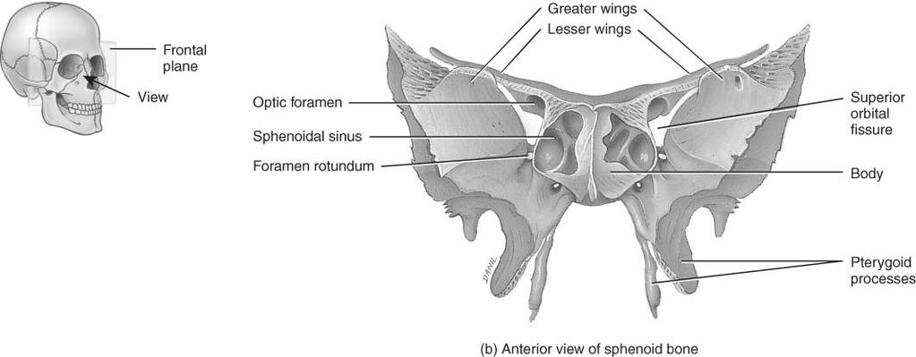 Temporal & Occipital Bones Temporal Bones Temporal carotid foramen (carotid artery) jugular foramen (jugular vein) Occipital foramen magnum occipital condyles external occipital protuberance