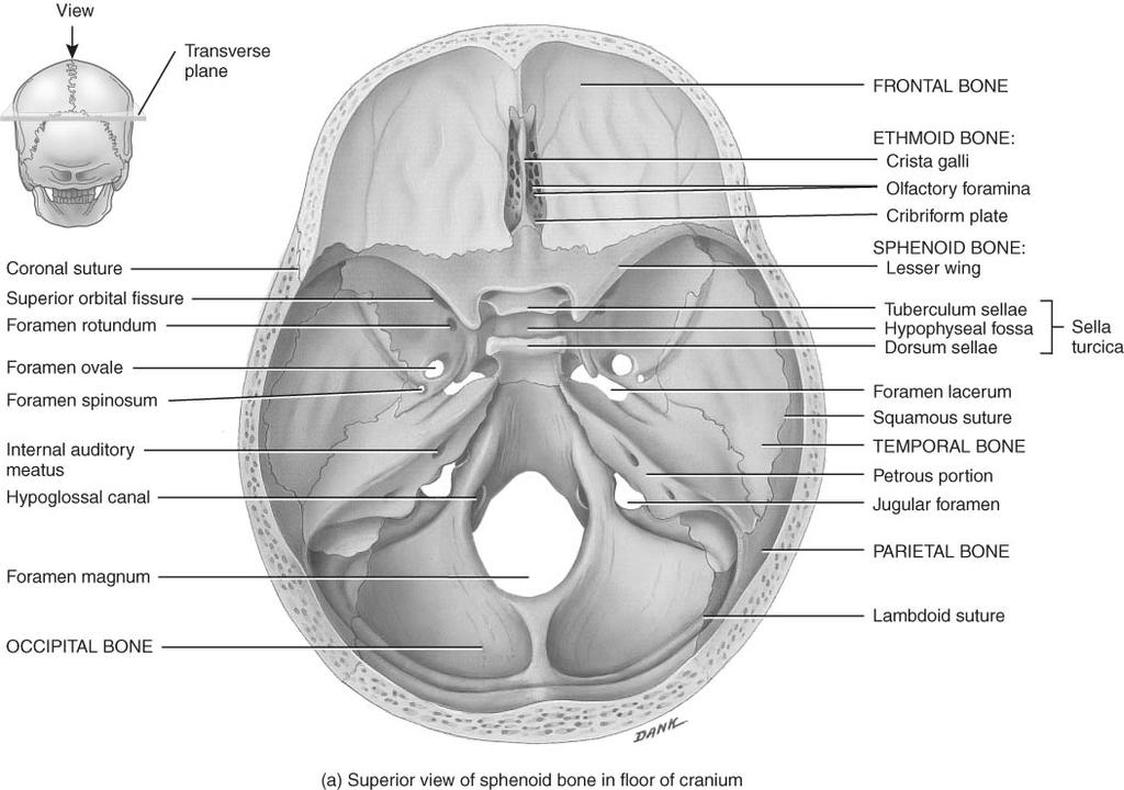 Ethmoid Bone Sphenoid from Superior View Lesser wing & greater wing Sella turcica holds pituitary gland 13 Forms part of the anterior portion of the