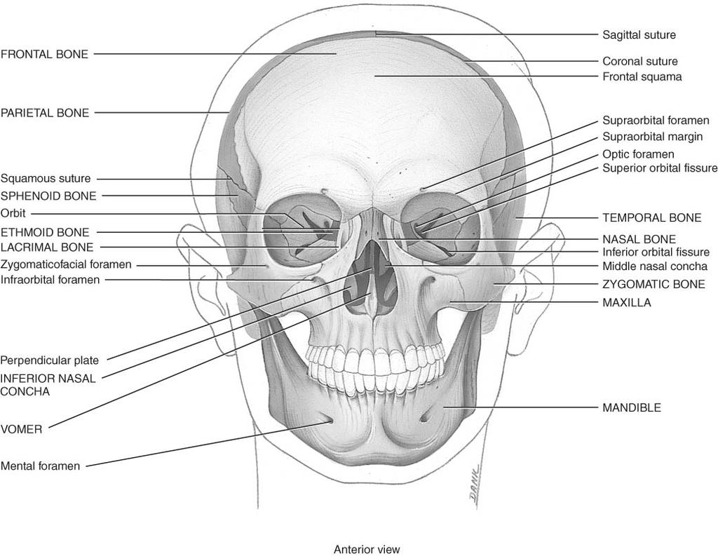 Cribiform plate (roof of nasal cavity) and olfactory foramina 14 14 Facial Bones Ethmoid Bone Perpendicular plate is upper part of nasal septum
