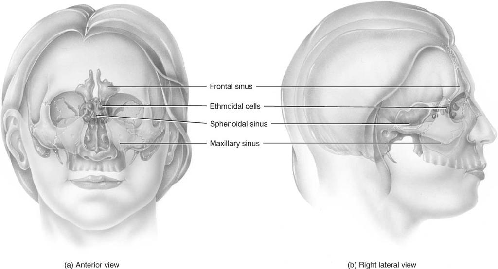 Sutures Paranasal Sinuses Sutures are immovable joints found only between skull bones and hold skull bones together.
