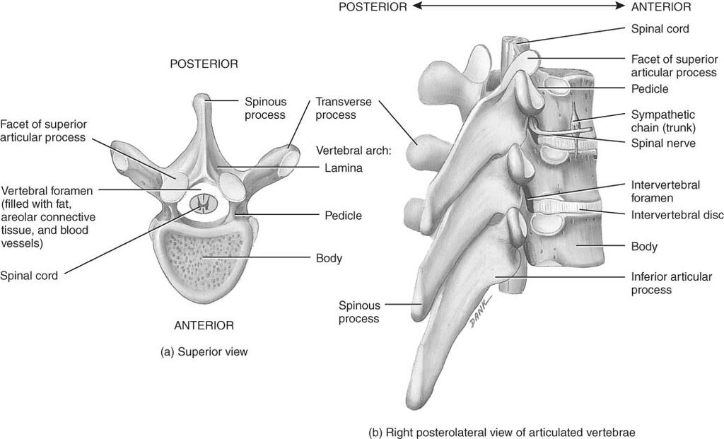 Intervertebral Foramen & Spinal Canal Cervical Region There are 7 cervical vertebrae The first cervical vertebra is the atlas and supports the skull The second cervical vertebra is the axis, which