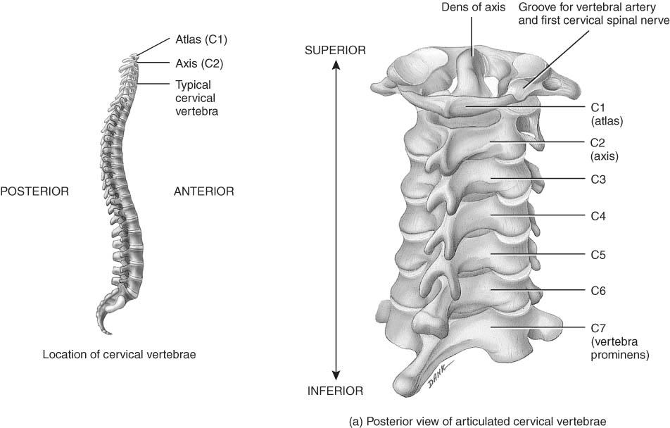 Spinal canal (vertebral cavity) is all vertebral foramen together Intervertebral foramen are 2 vertebral notches together 33 34 Typical Cervical Vertebrae (C3-C7) Atlas & Axis (C1- C2) Smaller bodies