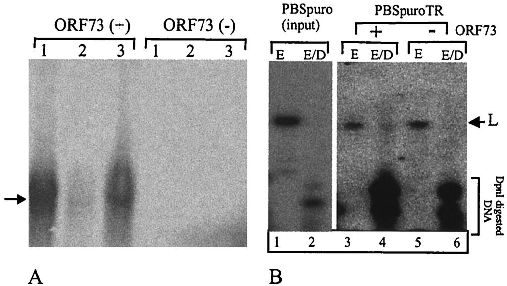 VOL. 77, 2003 FUNCTIONS OF HERPESVIRUS SAIMIRI STRAIN C488 ORF73 12503 FIG. 10. HVS C488 ORF73 is essential for episome maintenance and DNA replication.