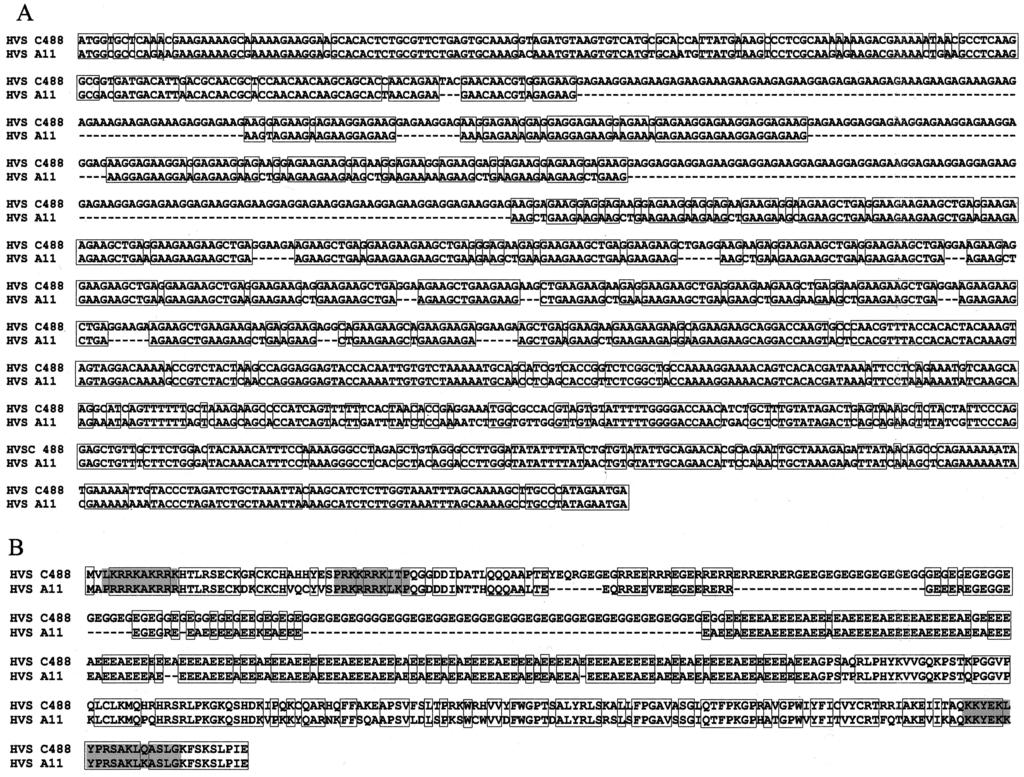 VOL. 77, 2003 FUNCTIONS OF HERPESVIRUS SAIMIRI STRAIN C488 ORF73 12497 FIG. 1. Sequence comparison of the ORF73 genomic regions of HVS strains C488 and A11.