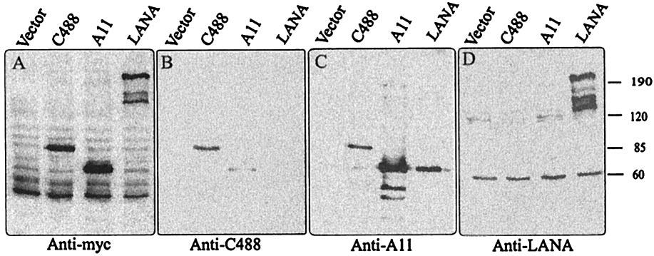 VOL. 77, 2003 FUNCTIONS OF HERPESVIRUS SAIMIRI STRAIN C488 ORF73 12499 FIG. 4. Western blot detection of ORF73 protein with anti-myc ascites and sera raised against ORF73 polypeptides.
