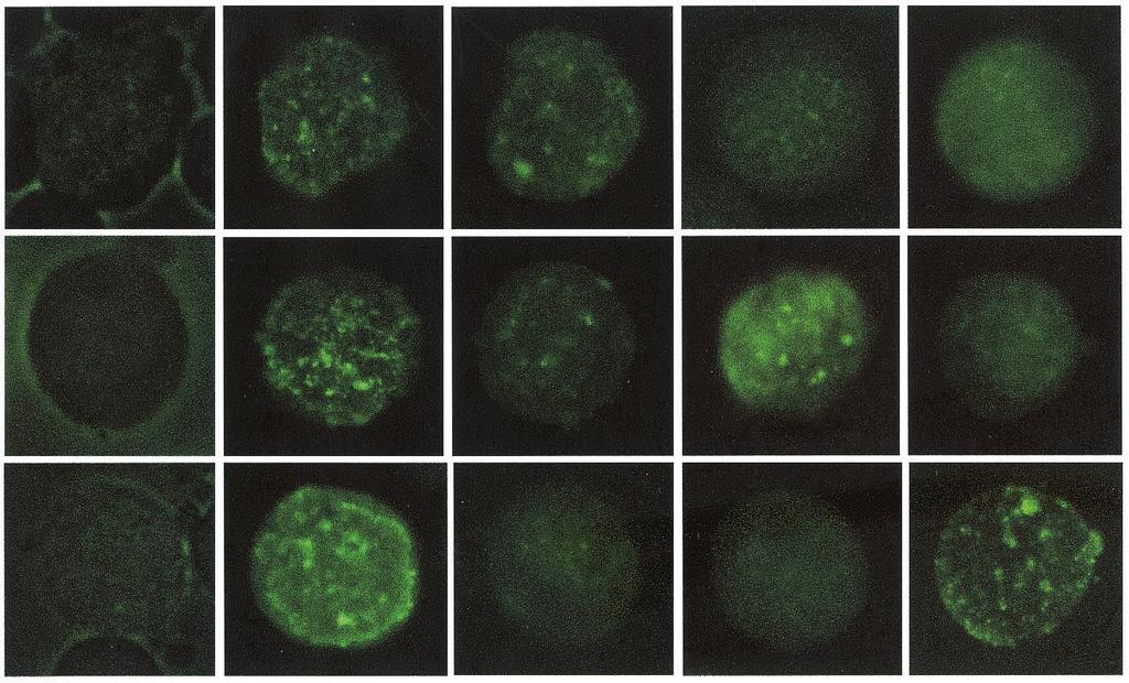 At 24 h after transfection, 10 6 cells were harvested, lysed in SDS sample buffer, and resolved by SDS 8% PAGE.